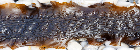 Sukkertang