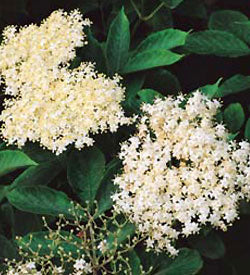 Laks à la hyldeblomst