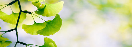 Ginkgo Biloba