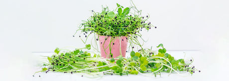 Sjov og sund aktivitet for hele familien: Dyrk jeres egne spirer 🌱