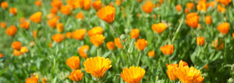 Calendula - Morgenfrue