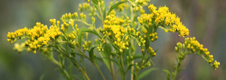 Gyldenris: søde gule blomster