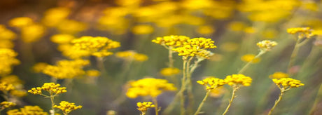 Evighedsblomst