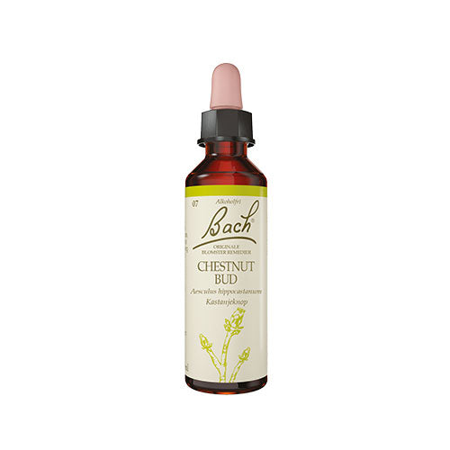 Bach Kastanieknop fra Bach Originale Blomsterremedier